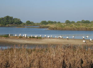 Photo de la commune de Le Teich