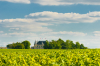 L'immobilier à Bordeaux - le vignoble Margaux