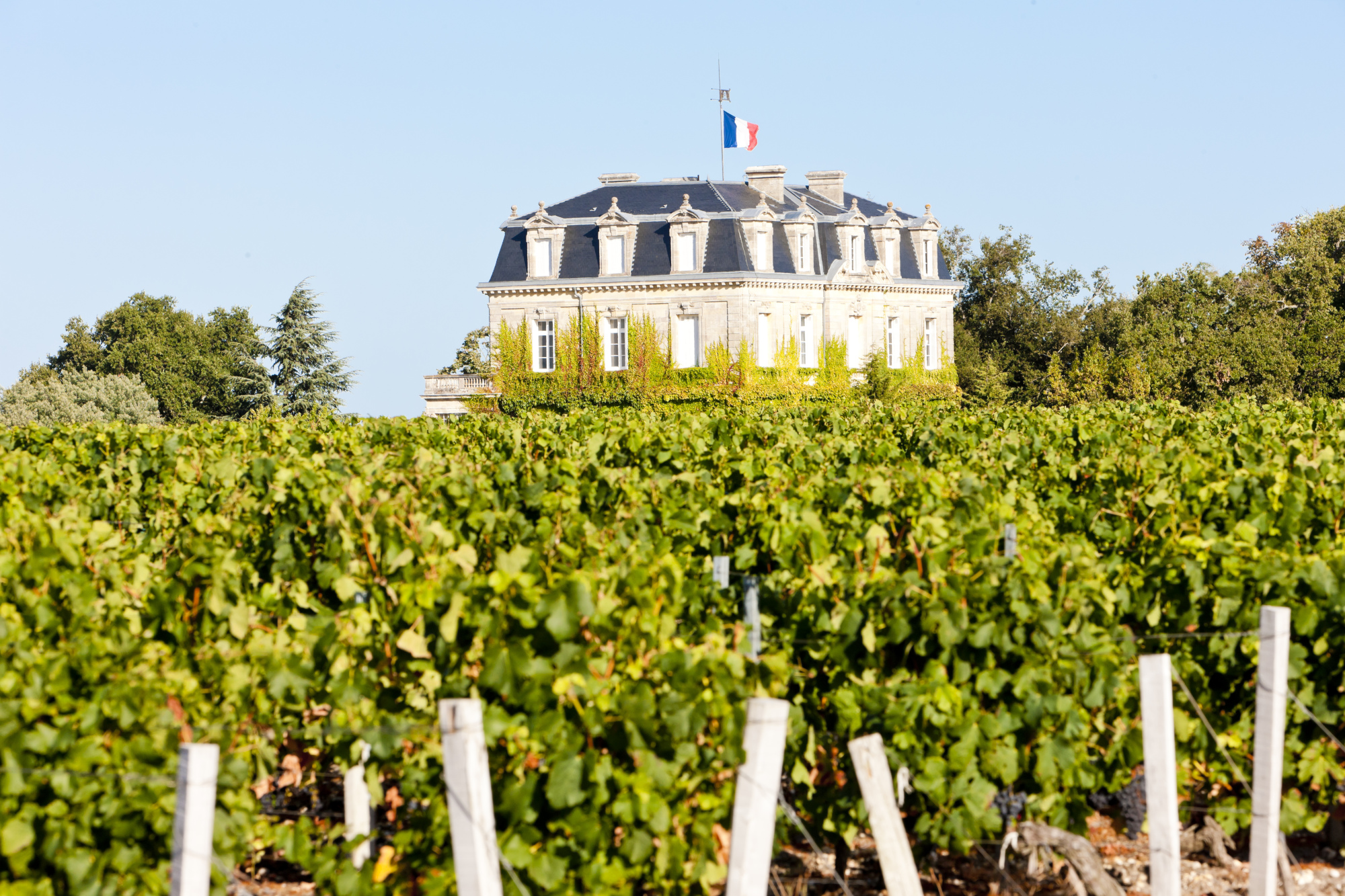 Vignes Bordeaux