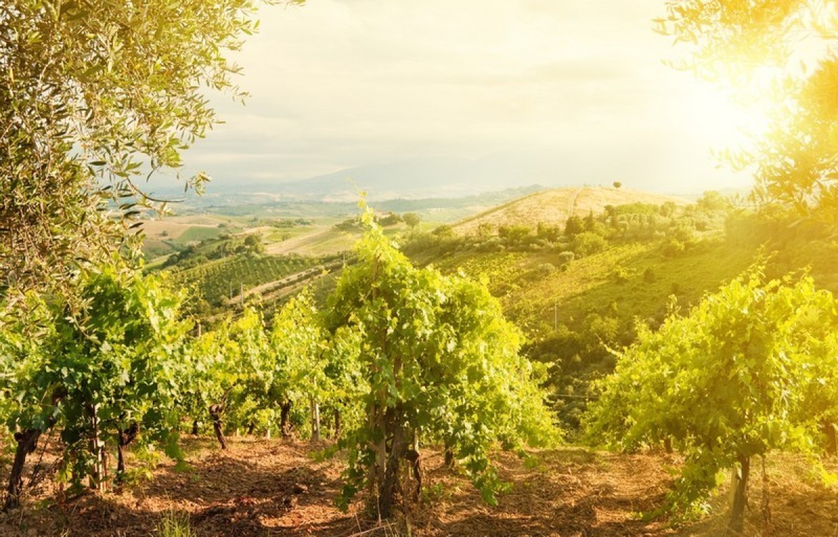 vignes au soleil couchant