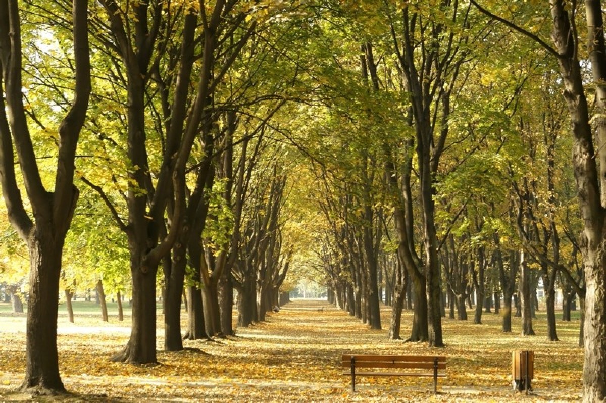 une foret urbaine