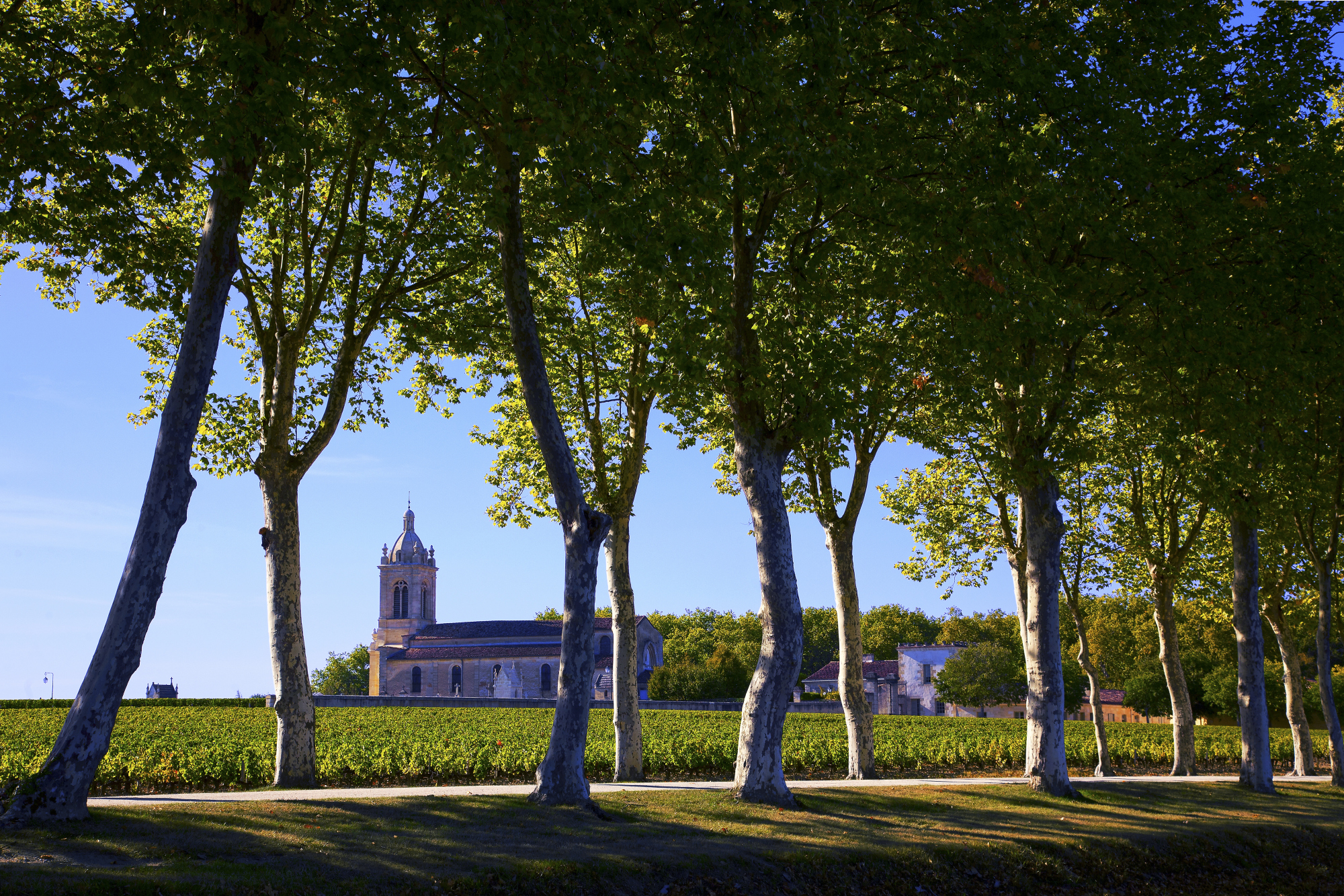 Vignoble bordelais