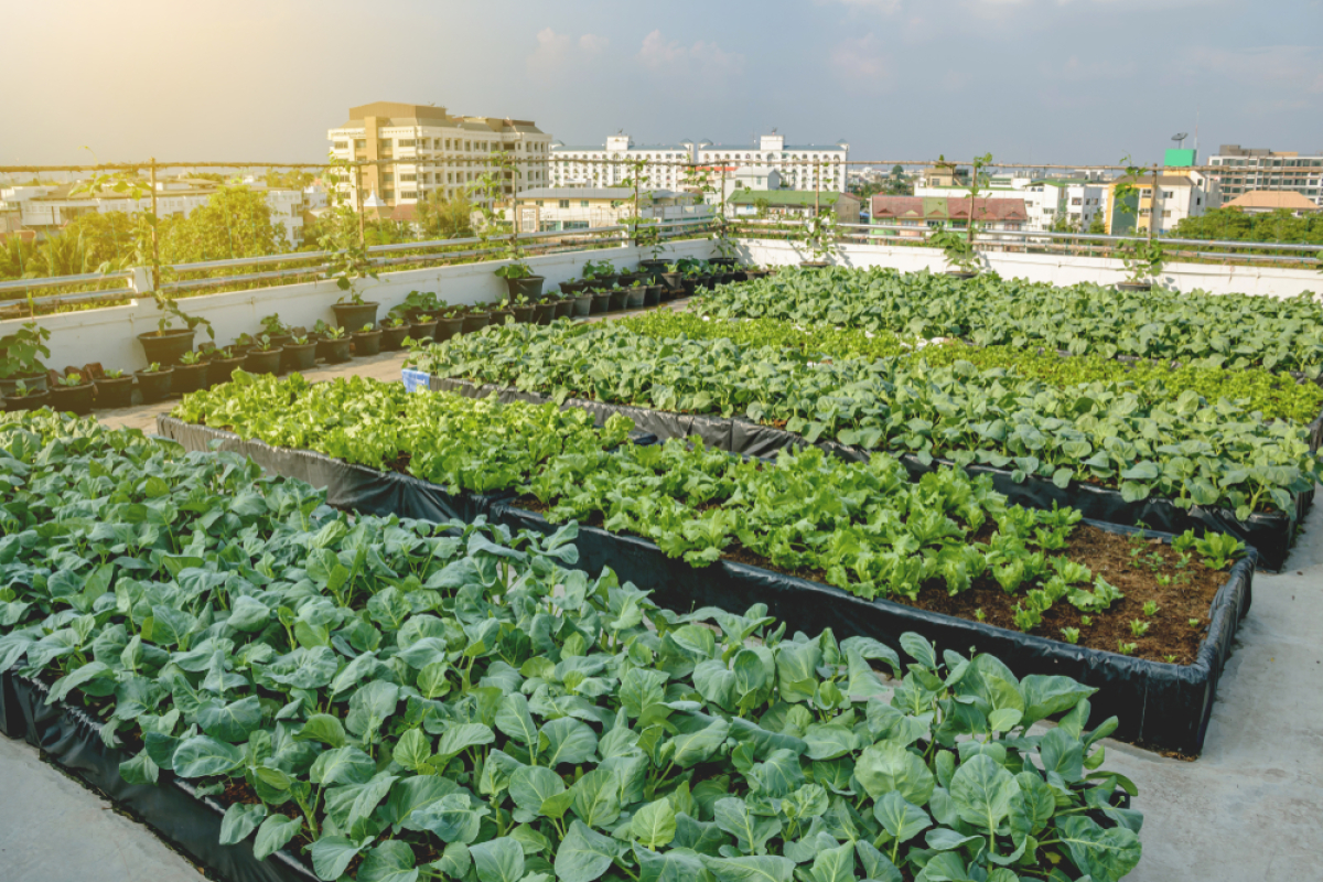 Agriculture urbaine Bordeaux – potager aérien sur le toit d’un immeible