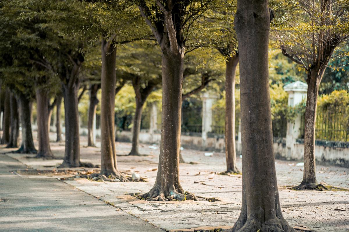Les riverains des quartiers sont impliqués dans tous les projets Permis de végétaliser Bordeaux - L’ambition de la municipalité bordelaise est de prêter attention à la végétalisation des rues