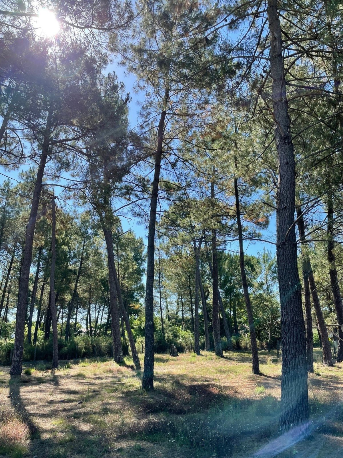 Programme neuf Jardin de Louise : Maisons neuves et appartements neufs à Andernos-les-Bains référence 6736, aperçu n°3