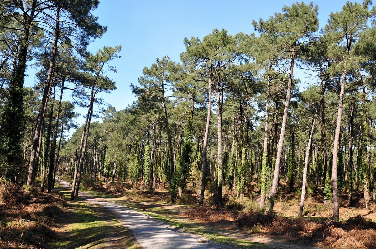 L'impressionnante forêt du Pignada se trouve en plein cœur de la ville d’Anglet Vivre à Anglet – La forêt du Pignade
