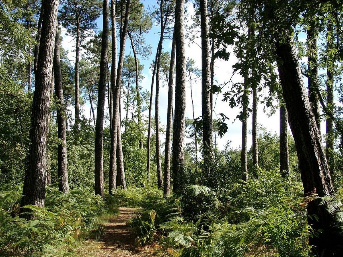 Les communes de la périphérie de Bordeaux bénéficient d’un environnement verdoyant et préservé Travaux rocade Bordeaux – Le parc du château de Mérignac