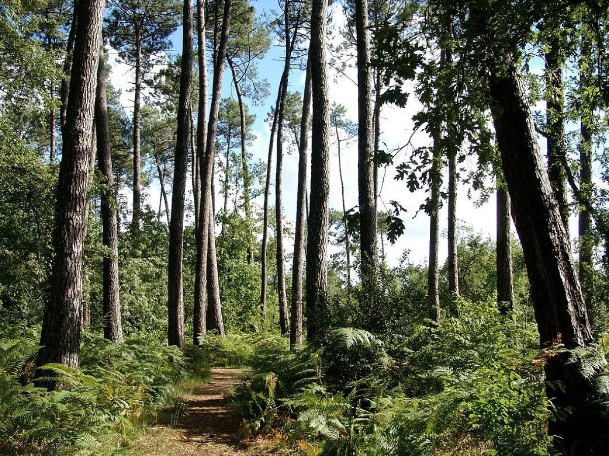 Travaux rocade Bordeaux – Le parc du château de Mérignac