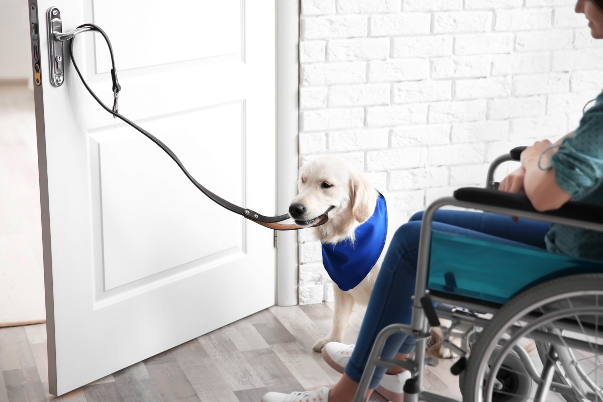 Les aides financières permettent aux personnes en situation de handicap d'investir à un prix abordable Un chien guide ouvre une porte pour son maître