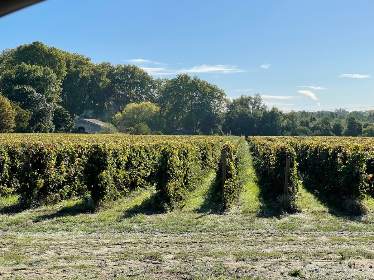 vivre à Pessac – un vignoble à Pessac